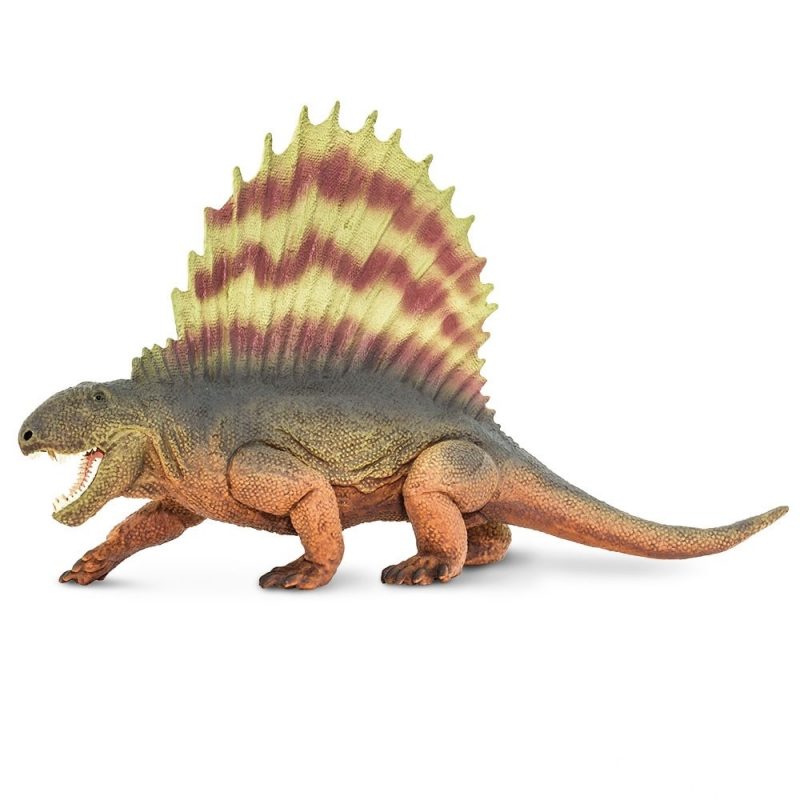Dimetrodon is 7 inches long and 4 ¼ inches high at the tip of its sail, making it just a bit shorter than a soda can, and just a bit smaller in length than a pair of scissors. Its body is a greenish brown above fading to an orange underside, with dark brown claws. Its sail is brightly colored with an alternating pattern of yellow and red, based on the idea that the sail may have been used for display purposes.